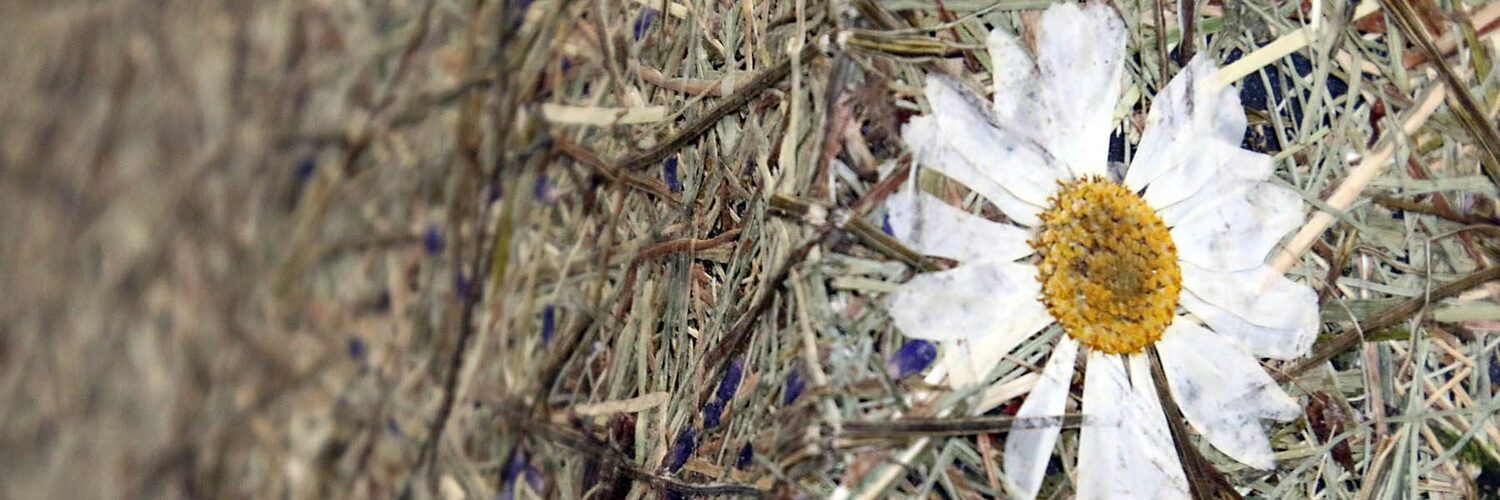 Natur kombiniert mit akustischen Absorbern
